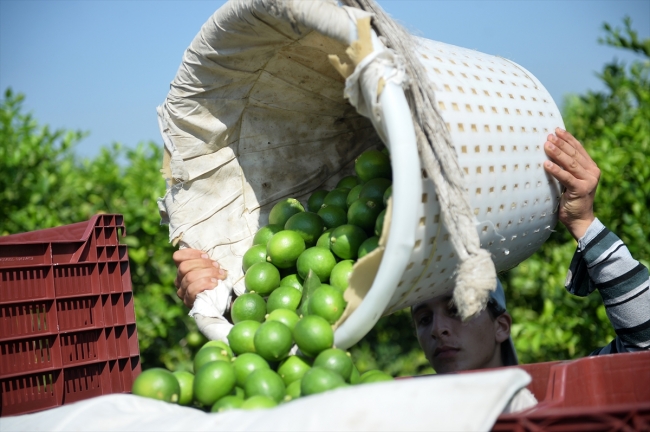 Limon hasadında kadın işçiler öne çıkıyor